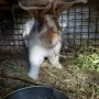 Продавам  зайци, снимка 2