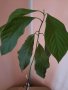 Авокадо (Persea americana), снимка 1 - Стайни растения - 39802418