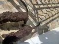 Кученца порода Лагото, снимка 2