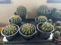 Кактуси -различни размери , снимка 3
