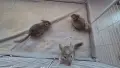 Чинчила на 4 месеца, снимка 5