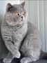 Продавам британски късокосмести котета, снимка 16