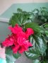 голяма китайска роза, снимка 1 - Стайни растения - 36750628