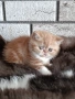 Екзотично късокосместо коте 🐈, снимка 3
