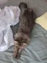 Мъжки котарак за Разплод, снимка 2