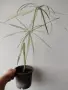 Циперус, водна палма, cyperus variegata, снимка 2