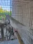 Пощенски гълъби, снимка 4