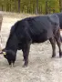 Юница на една година , снимка 3