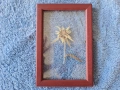 Еделвайс в рамка, снимка 2
