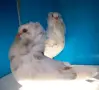 Продавам млади капуцини, снимка 1