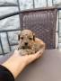 Той пудел toy poodle, снимка 7
