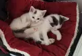 котенца търсят дом, 3 мес., снимка 1