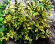 Евронимус Euonymus fortunei Еuonymus radicans, снимка 3