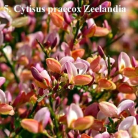 Цитизус - Налични 5 цвята , снимка 17 - Градински цветя и растения - 40810443