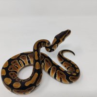 Кралски Питон / Ball Python / Python regius, снимка 8 - Змии - 42172390