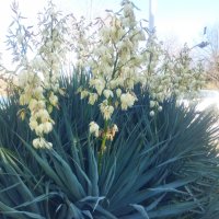 Студоустойчива Юка агаве, снимка 11 - Градински цветя и растения - 34959213