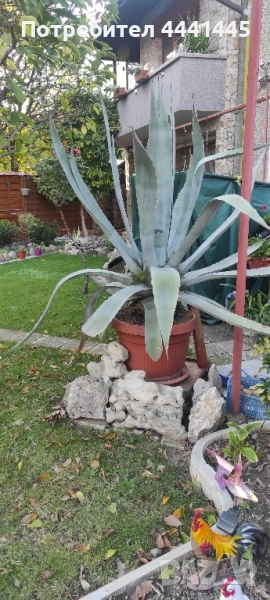 Столетник Агаве Алое, снимка 1
