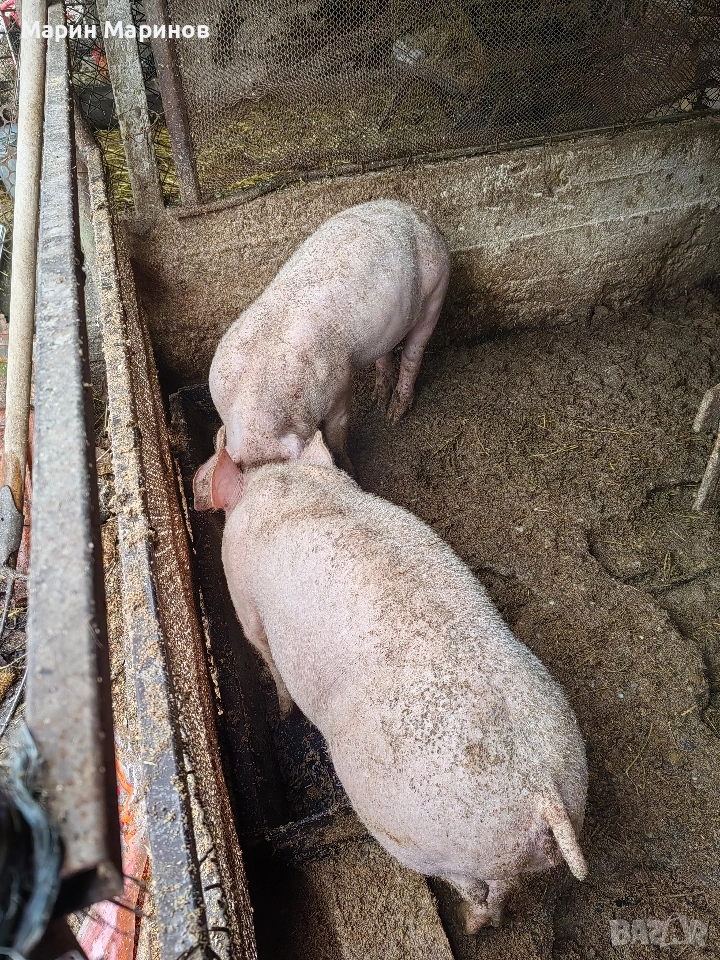 0888744848 2 Женски по 50 кг село Раданово община Полски Тръмбеш, снимка 1