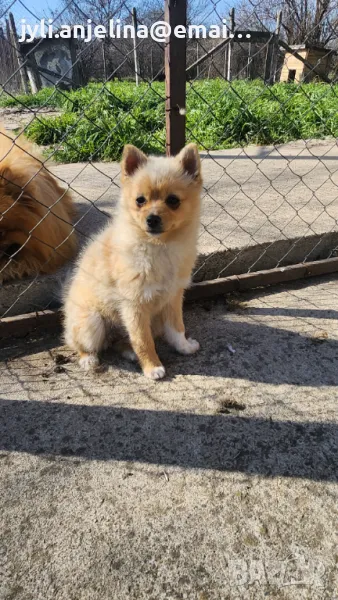 Померански шпиц, снимка 1