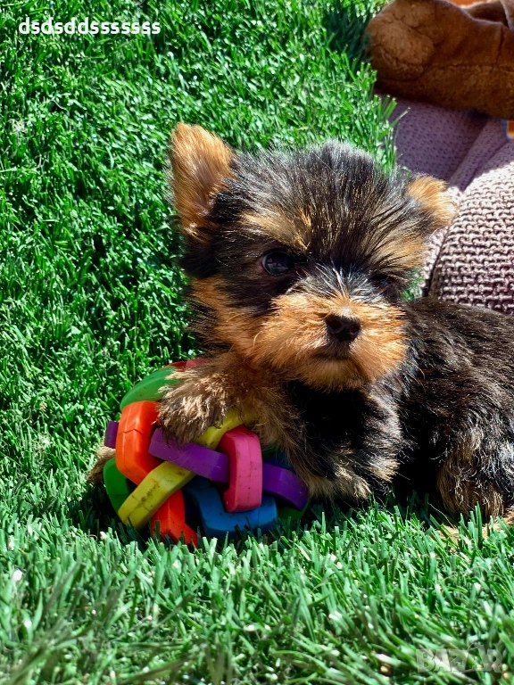 Продавам мини йорки , снимка 1