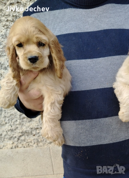 Кокер Шпаньол , снимка 1