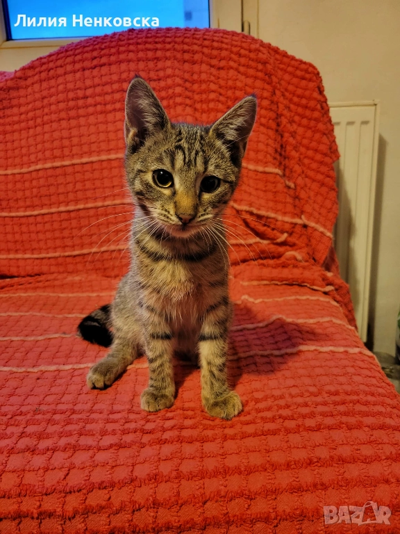 Подарява се тигрово котенце на три месеца, снимка 1