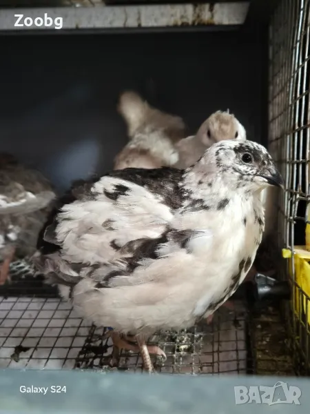 яйца от Пъдпъдъци Тупфер, снимка 1