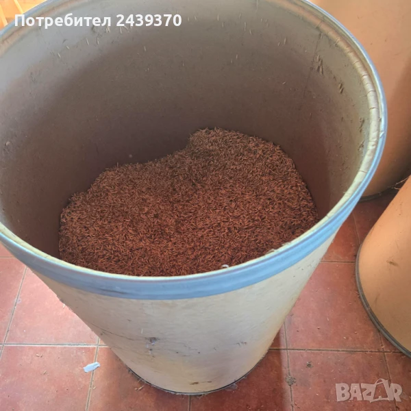 Продавам овес, произведен 2022г, снимка 1