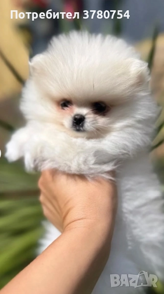 Померан мини/померан, снимка 1