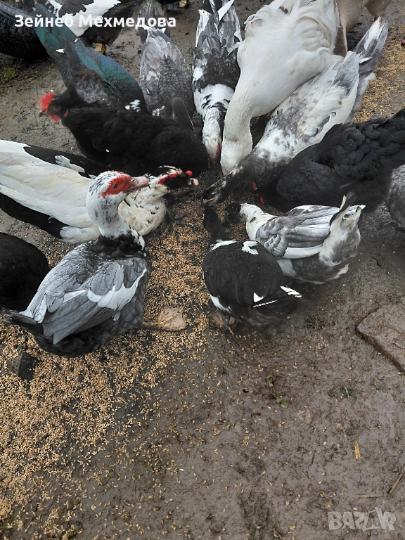 Неми патици, снимка 1