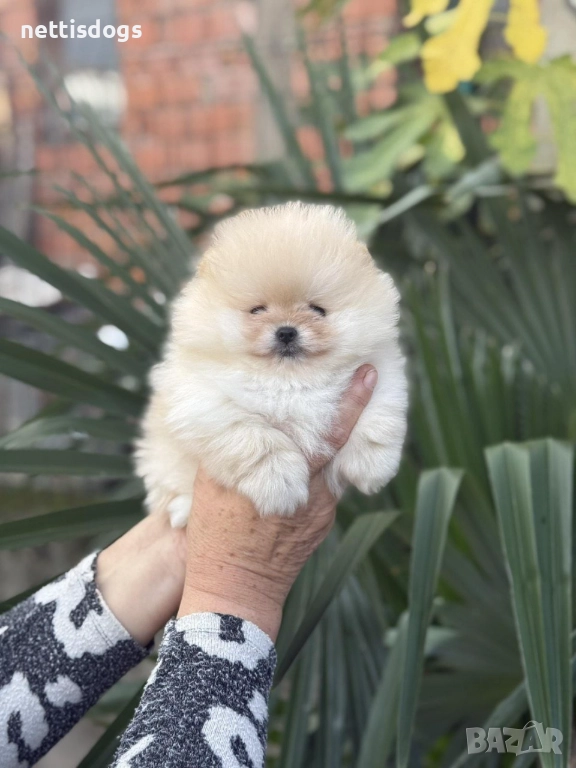 Уникално сладки Померани с Родословие, снимка 1