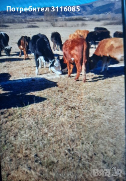 Продавам Бремени крави , снимка 1