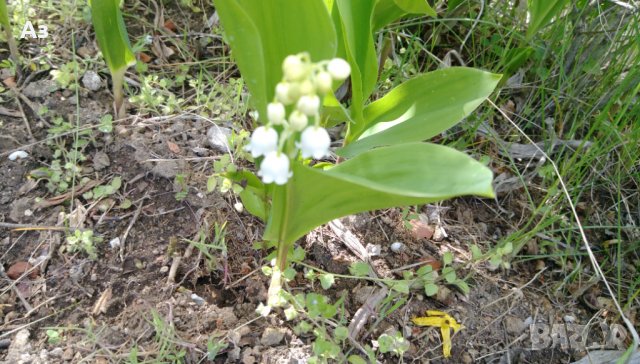 Продавам цветя Момина сълза, бяла и розова (гъсти съцветия) – разсад, снимка 14 - Разсади - 39640258