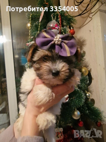 мъжко йорки бивър уникални кученца , снимка 7 - Йоркширски териер - 52586204