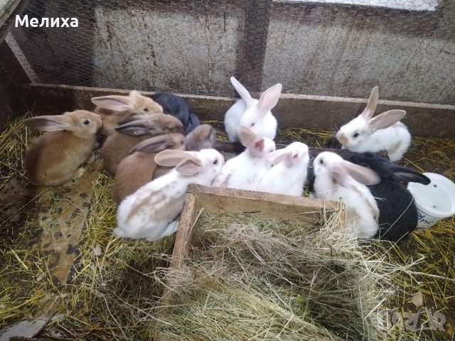 Малки сладки зайчета, снимка 2 - Други животни - 44327855