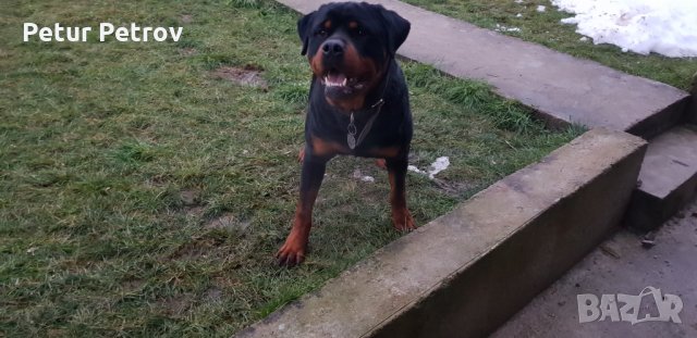 Ротвайлер  за разплод, снимка 11 - Ротвайлер - 19822243