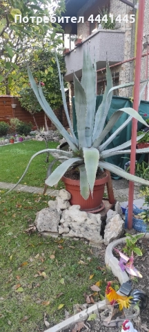 Столетник Агаве Алое