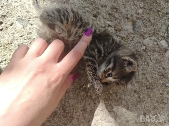 5 сладки бебенца котенца, снимка 15 - Други - 56375049