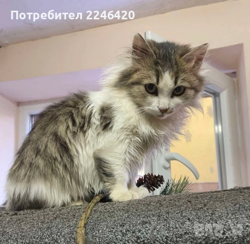 4/5-месечно момиченце търси дом!, снимка 2 - Други - 52978378