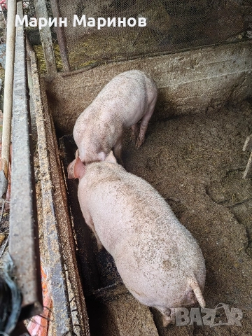 0888744848 2 Женски по 50 кг село Раданово община Полски Тръмбеш