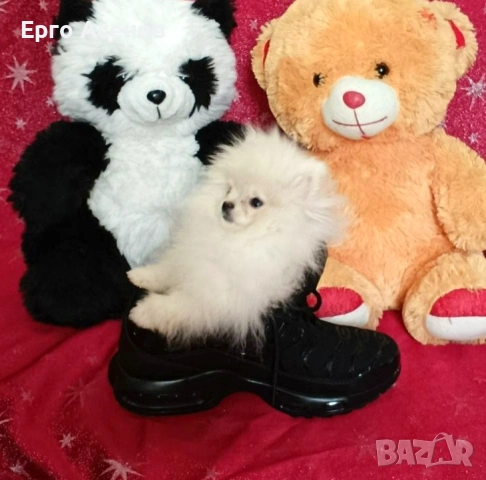 Чистокръвно мини Померанче!, снимка 2 - Померан - 54251251