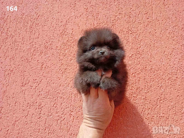 Женски Померани. Реални снимки от 29.04.2026 г. , снимка 4 - Померан - 54293722