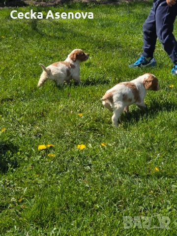  бретон шпаньол, снимка 6 - Бретон шпаньол - 54172219