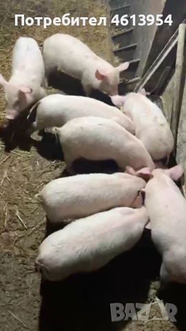 Продавам прасенца, снимка 2 - Прасета - 52590128