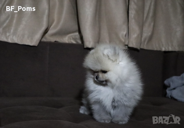 Страхотно момченце померан с родословие FCI, снимка 13 - Померан - 52918943