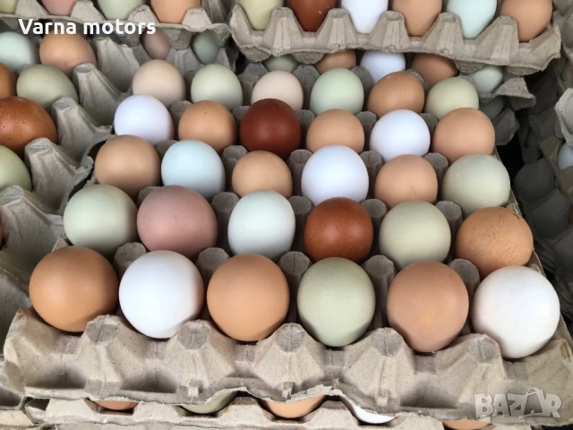 Новопронесли кокошки носачки, снасящи цветни яйца 6  МЕСЕЧНИ, снимка 2 - Кокошки и пуйки - 53043969