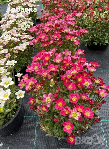 Саксифрага 3 цвята , снимка 2 - Градински цветя и растения - 53945789