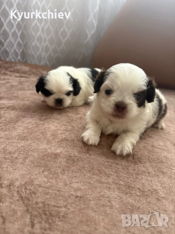 Японски хинчета, снимка 5 - Други - 52230214