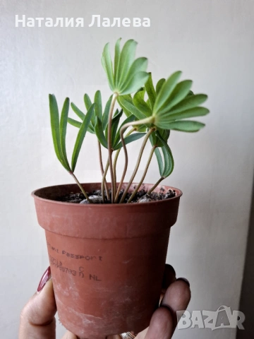 Оксалис, Oxalis VERSICOLOR Autumn pink, снимка 4 - Стайни растения - 53138979