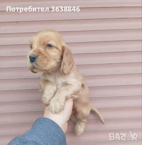 Кокер шпаньол , снимка 2 - Кокер шпаньол - 49342443
